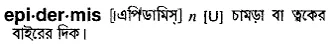 epidermis Meaning in Bangla Academy Dictionary